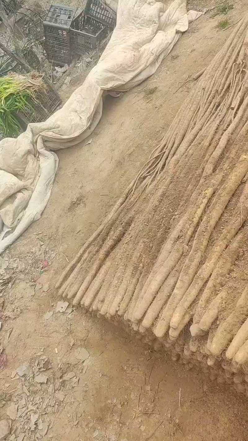 西施山药基地直供，专业团队，分捡，打捆，上车，一条龙服务