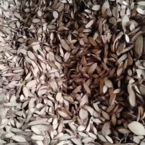 千斤拔广西正宗红皮切片