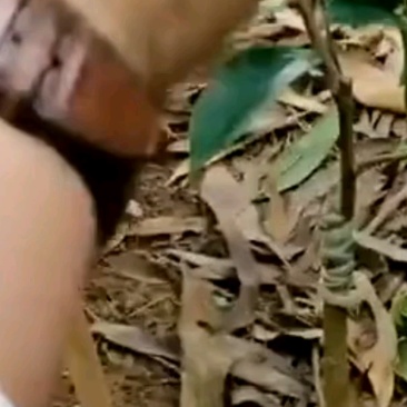 椅楠沉香苗