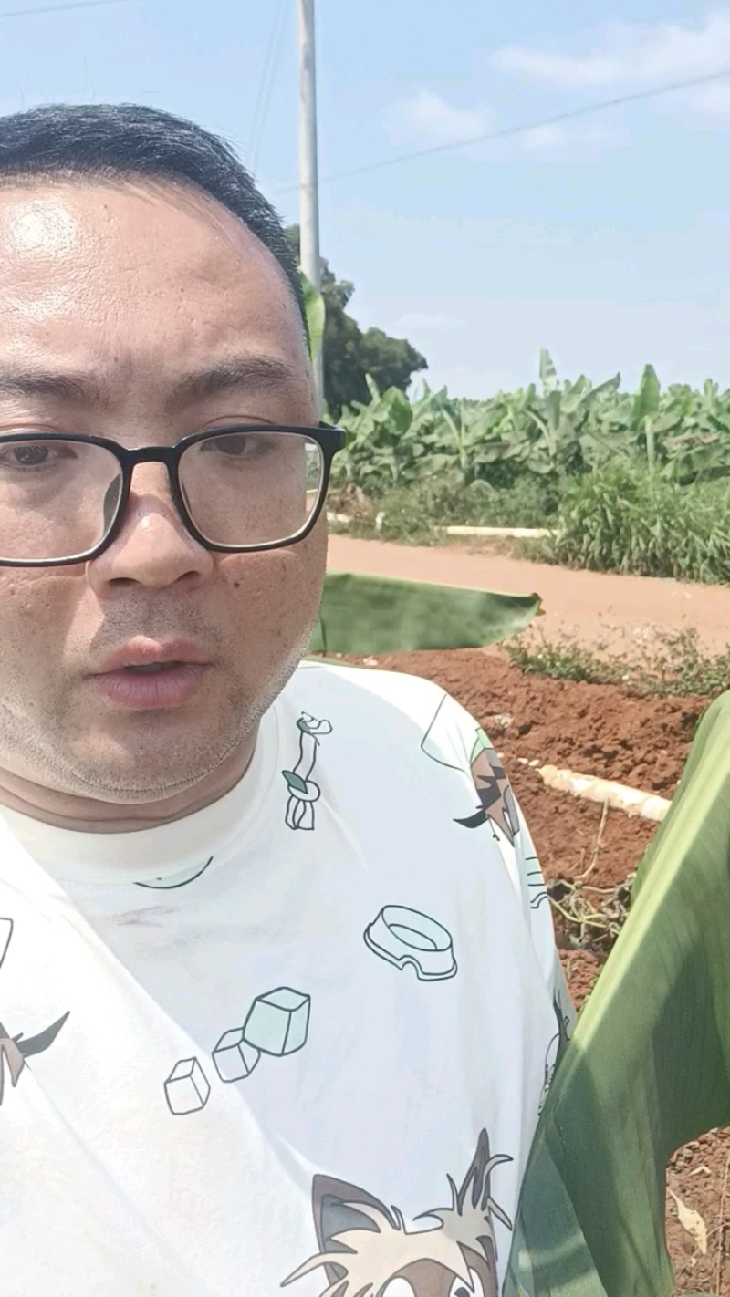 板栗南瓜产地直供，货源充足价格不贵！