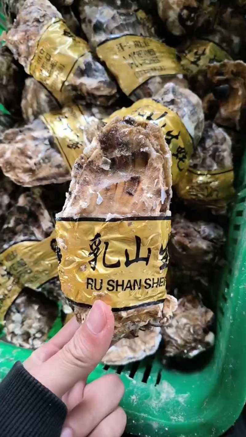 乳山生蚝生蚝一件代发乳山批发精品1+到5+