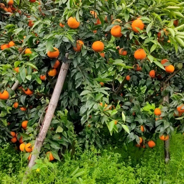 柑橘沃柑