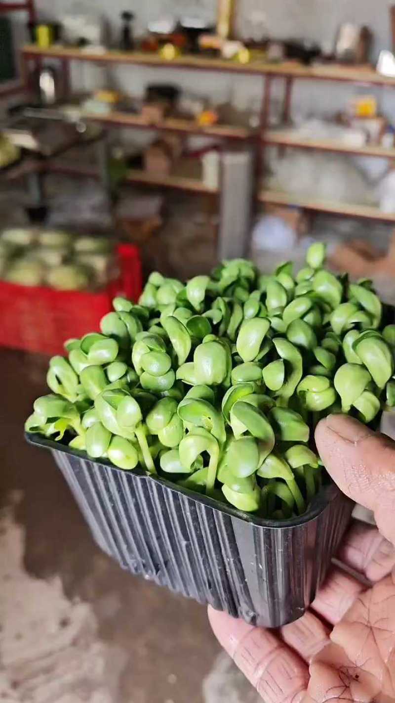 精品黑豆苗，******，出厂价1.5元/盒