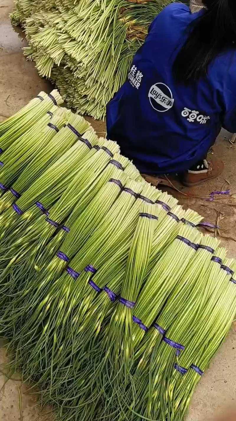 邳州精品白帽蒜苔适合每个大市场