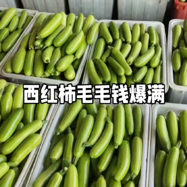 临沂西葫芦，产地果欢迎视频看货选货，价格真实