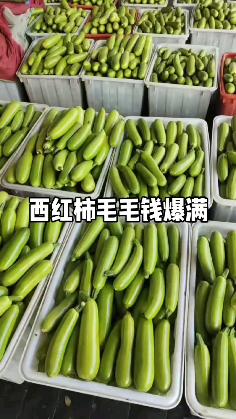临沂西葫芦，产地果欢迎视频看货选货，价格真实