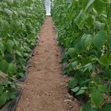 济南市商河县扁青芸豆大量上市，欢迎新老客户咨询订购！
