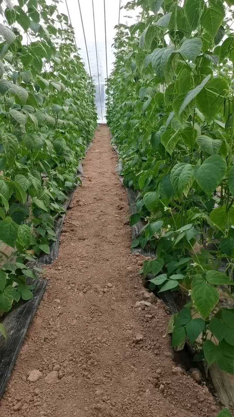 济南市商河县扁青芸豆大量上市，欢迎新老客户咨询订购！