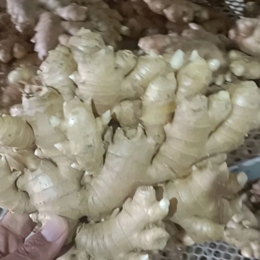 热卖小黄姜大量有货销售，品质好，价格便宜，欢迎来电咨询