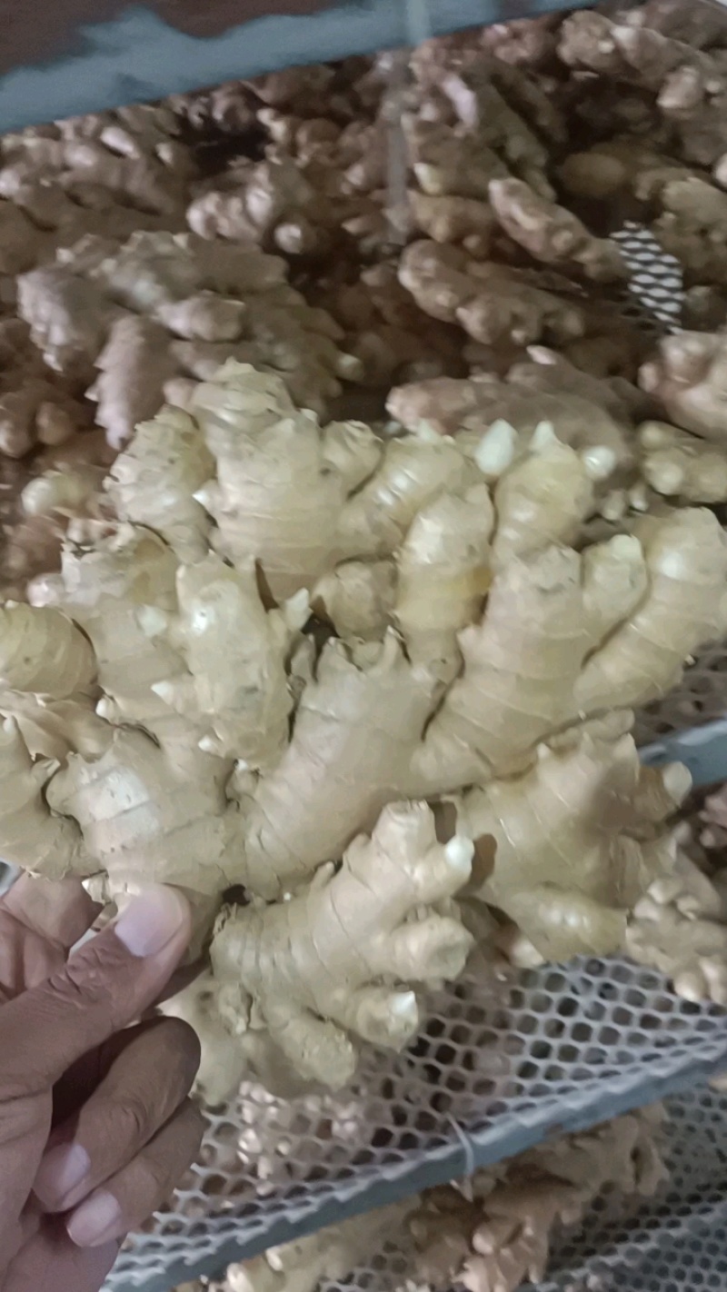 热卖小黄姜大量有货销售，品质好，价格便宜，欢迎来电咨询