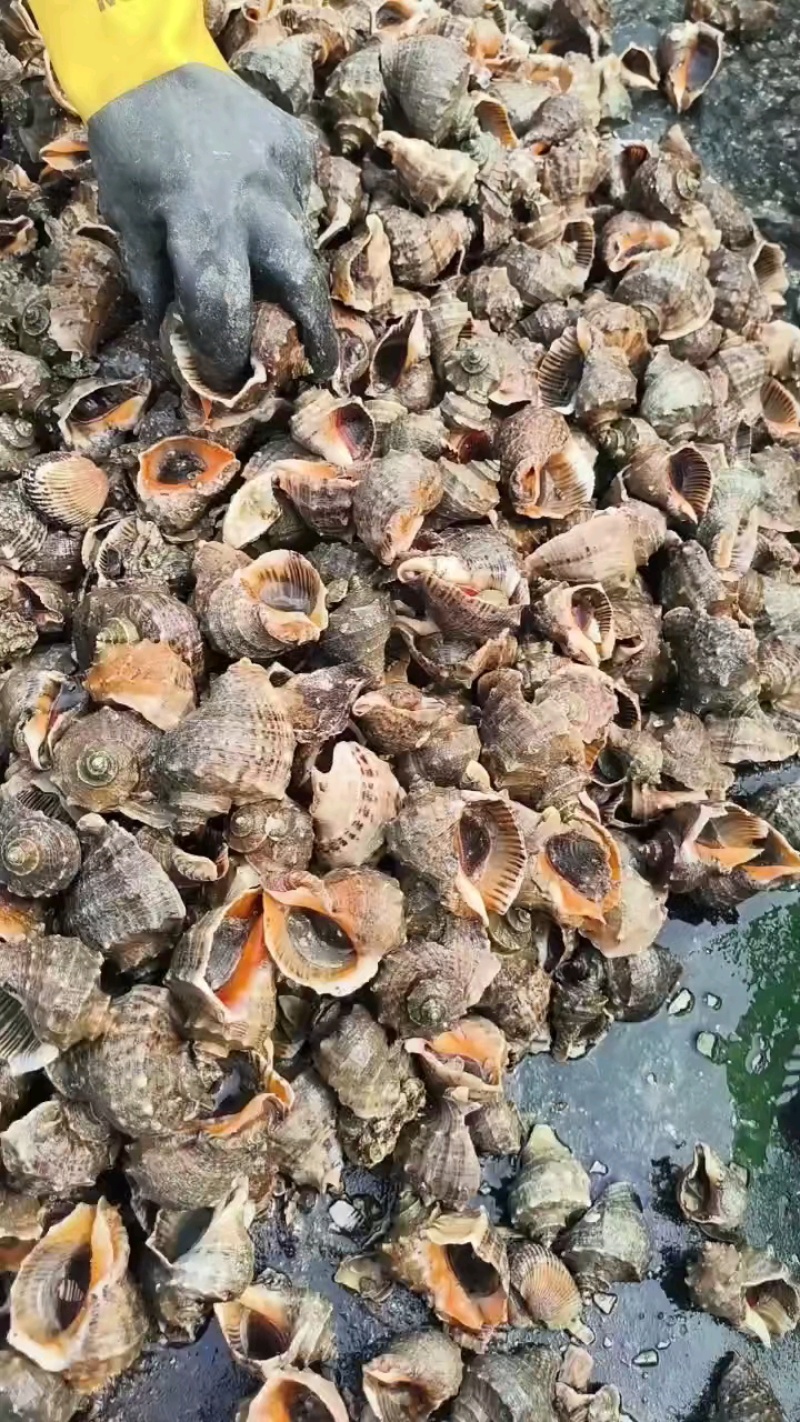 大海螺，2000多斤现货，个大质优！