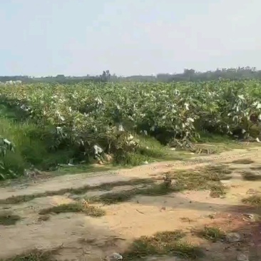 番石榴，红心芭乐，白心芭乐，红宝石番石榴
