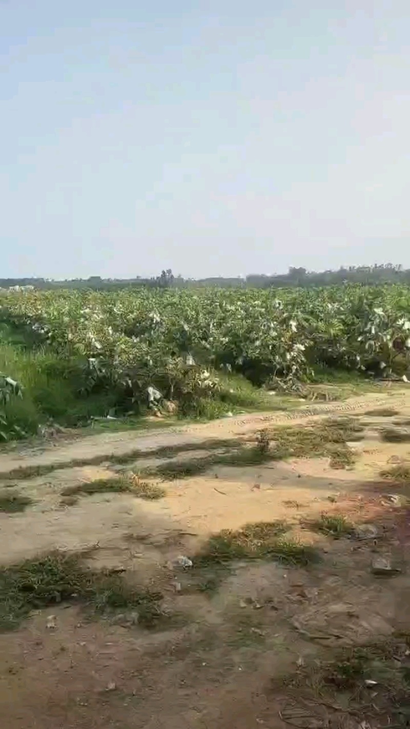 番石榴，红心芭乐，白心芭乐，红宝石番石榴