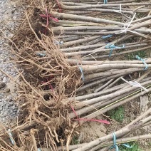 大量供应毛桃树苗占地苗