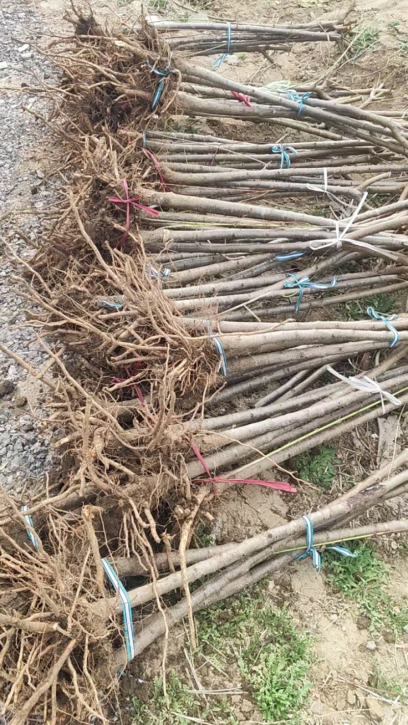 大量供应毛桃树苗占地苗
