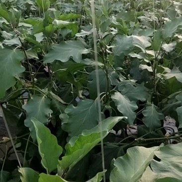 热卖中寿光茄子长茄新鲜绿把长茄品质保证供全国商超