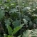 热卖中寿光茄子长茄新鲜绿把长茄品质保证供全国商超