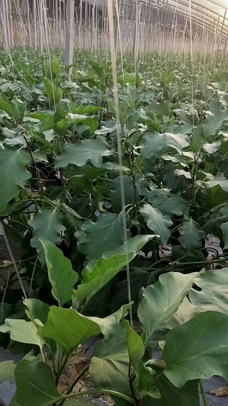 热卖中寿光茄子长茄新鲜绿把长茄品质保证供全国商超