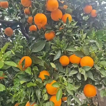 精品伦晚脐橙产地货源，大量供应市场超市外贸货，需要的联系