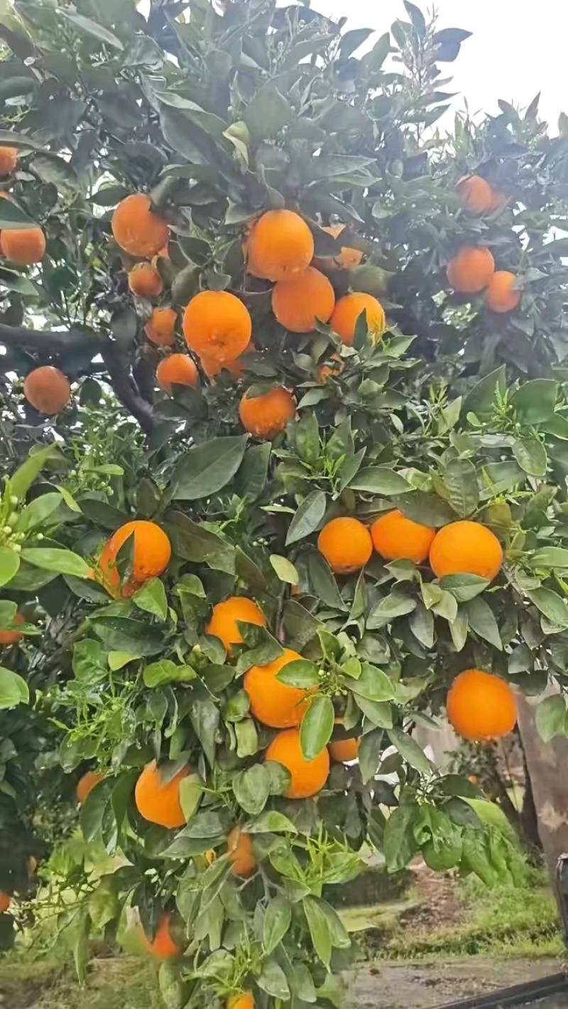 精品伦晚脐橙产地货源，大量供应市场超市外贸货，需要的联系