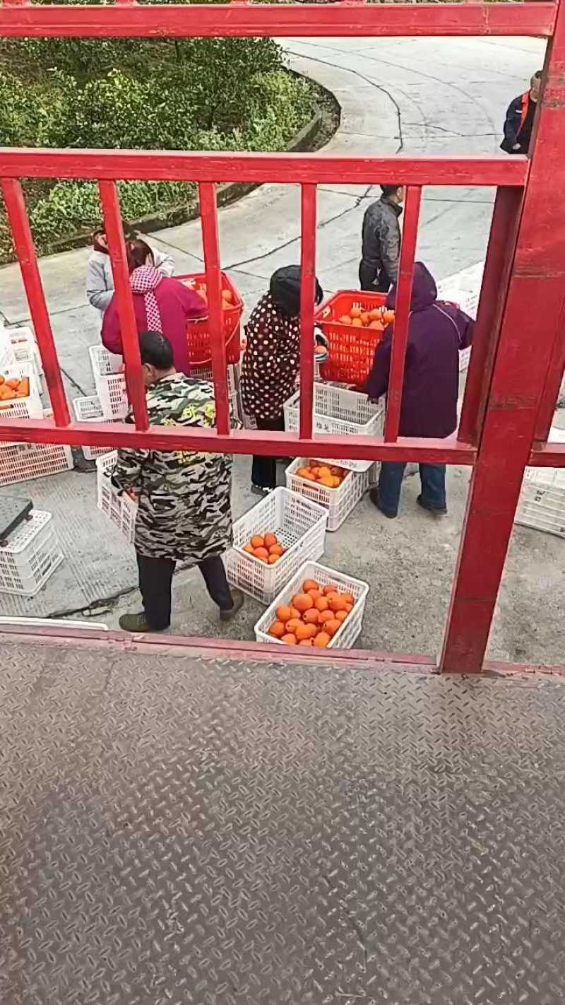 脐橙秭归脐橙橙子纽荷尔大量供货现摘现发