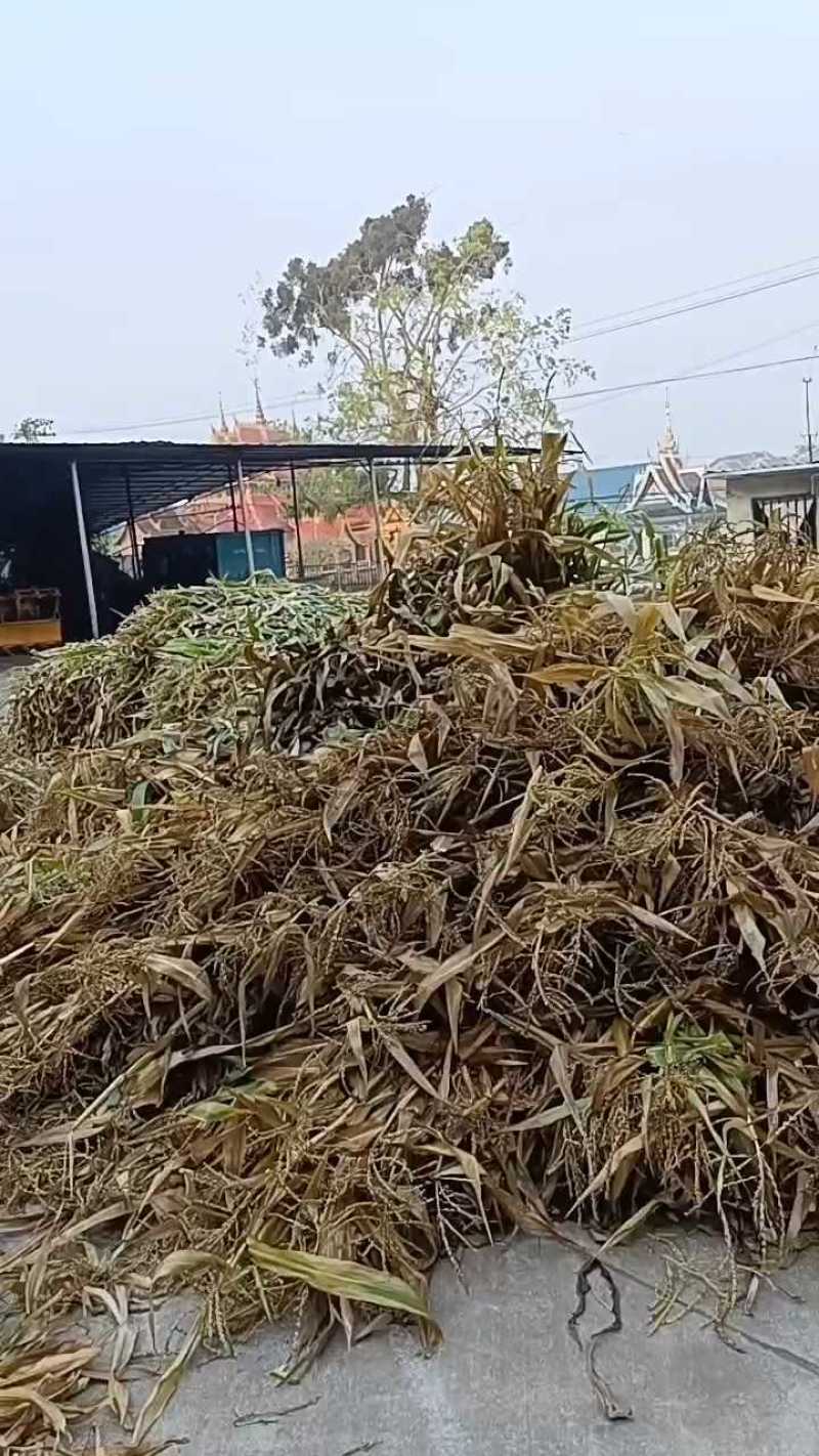 玉米秸秆柔丝草，保证无土，无膜，无沙，无霉变，常年供货