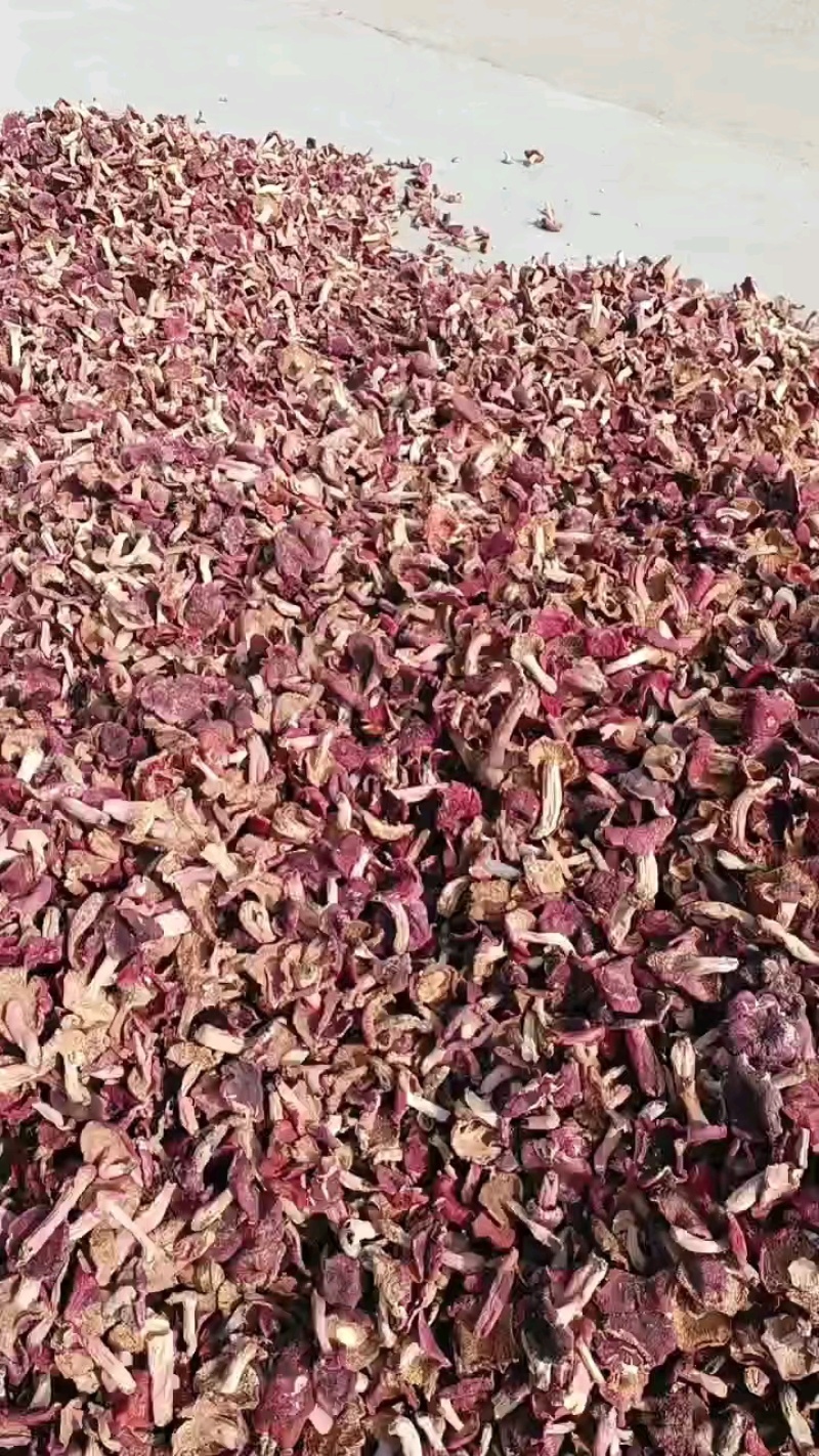 精选红开菇蘑菇食用菌鲜货原产地直发量大从优