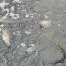 精品黑芝麻【花鲢】自养自销品种优良生长快抗病力强欢迎来电