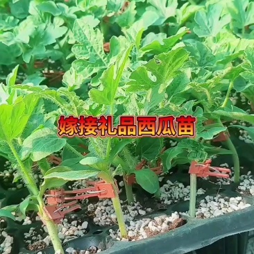 全美2k西瓜苗全美2K西瓜嫁接苗直播苗免费技术指导包回收