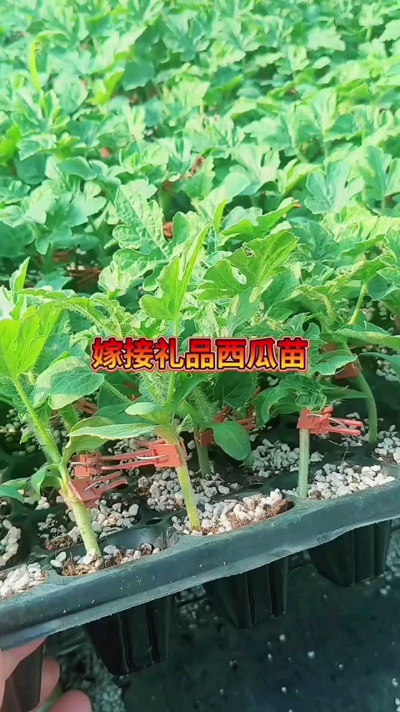 全美2k西瓜苗全美2K西瓜嫁接苗直播苗免费技术指导包回收