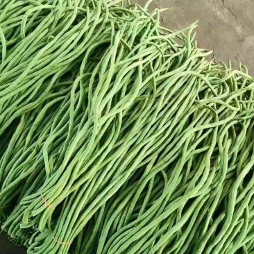 【青条豆角】广东徐闻基地直供质量保证货源充足全国发货