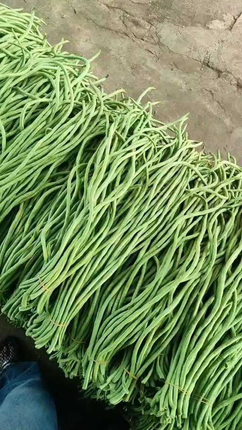 【青条豆角】广东徐闻基地直供质量保证货源充足全国发货