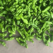 兰陵芜湖椒大量有货：质量很好：保质保量：代发全国各地：有