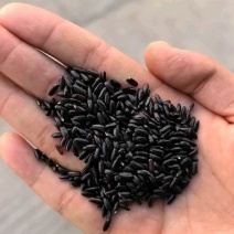 鹏胜黑米黑香米货源充足价格优惠可视频看货欢迎致电咨询