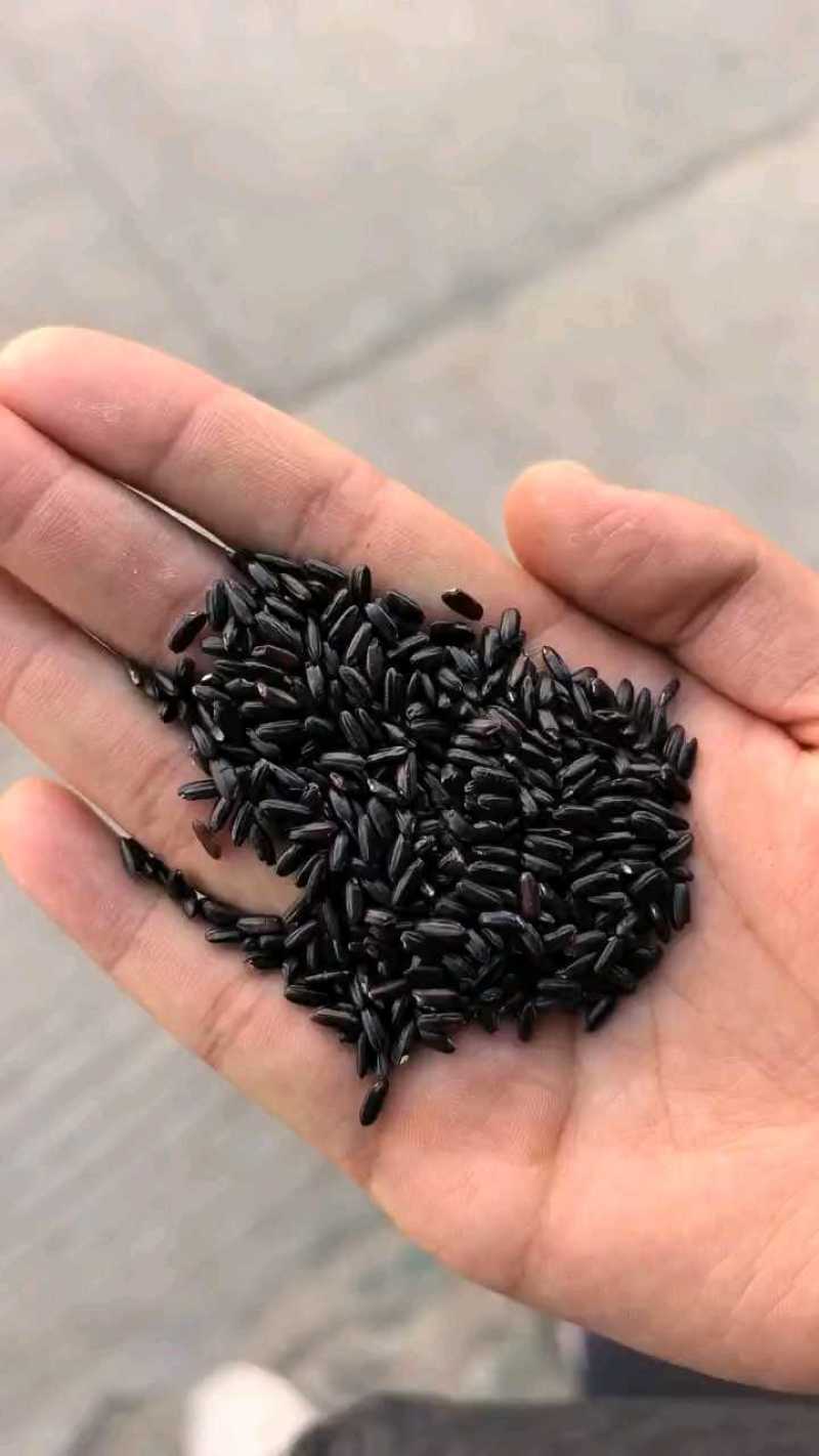 鹏胜黑米黑香米货源充足价格优惠可视频看货欢迎致电咨询