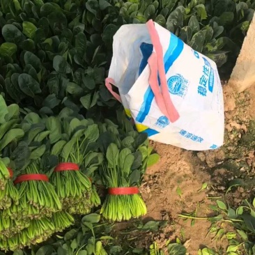 葵王菠菜便宜，二十六七元，半车抢购中！