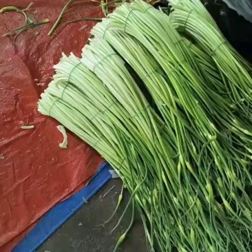 白帽蒜苔承接各大市场平台电商，欢迎合作