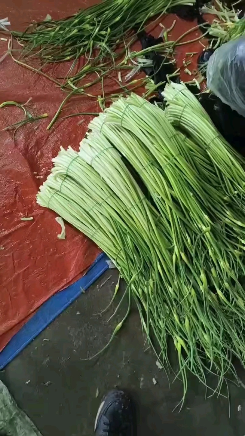 白帽蒜苔承接各大市场平台电商，欢迎合作
