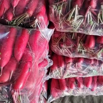 山东精品水萝卜，九毛一斤，大量有货！
