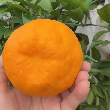 春见耙耙柑