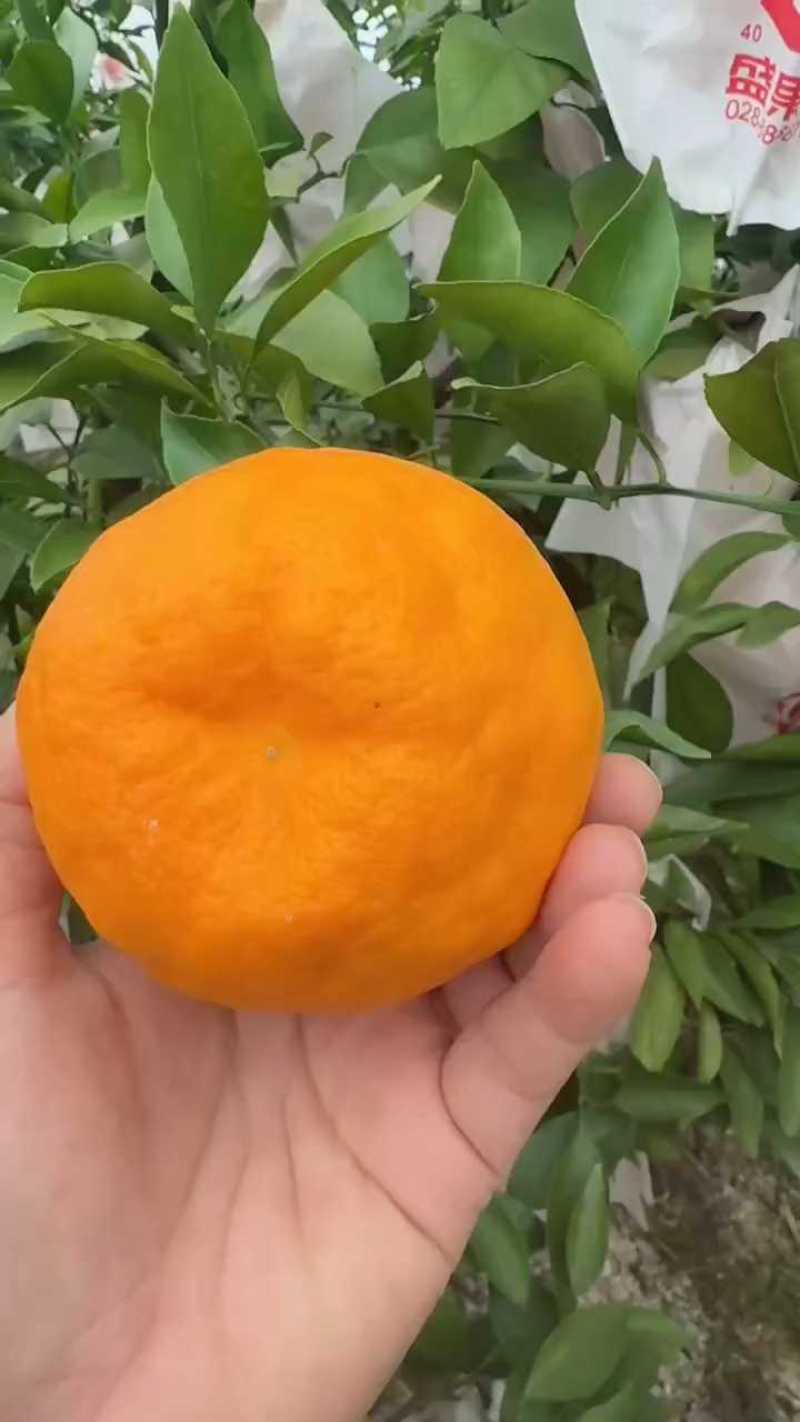 春见耙耙柑