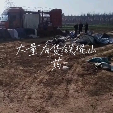 河南铁棍山药2024新货上市需要的老板电话联系