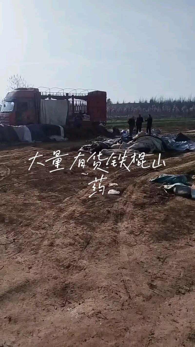 河南铁棍山药2024新货上市需要的老板电话联系