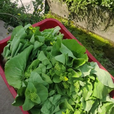 白菜苔菜苔具体看货论价保质保量欢迎订购