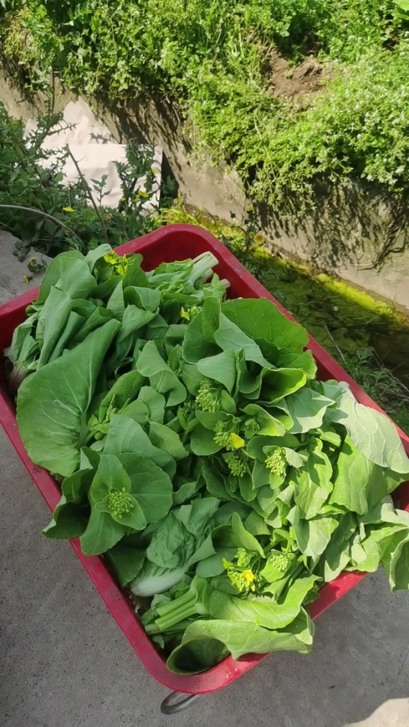 白菜苔菜苔具体看货论价保质保量欢迎订购