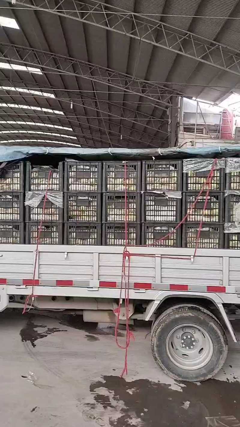 红香酥梨发往山东，10分钟满车