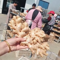 窖藏小黄姜【水洗姜/风干姜/沙土姜】保质保量坏烂包赔