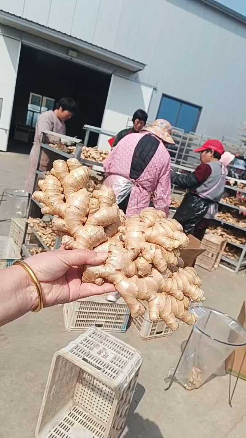 窖藏小黄姜【水洗姜/风干姜/沙土姜】保质保量坏烂包赔