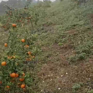 广西上林沃柑大量上市，产地直销，果质好，价钱便宜，运输交