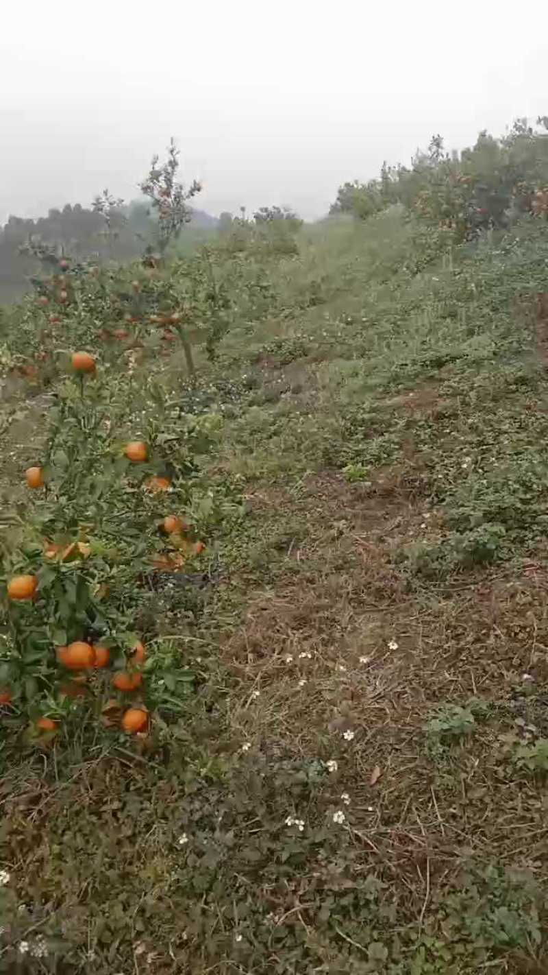 广西上林沃柑大量上市，产地直销，果质好，价钱便宜，运输交
